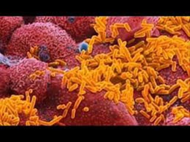 The genome of Haemophilus influenzae is the first genome of a free living organism to be sequenced.