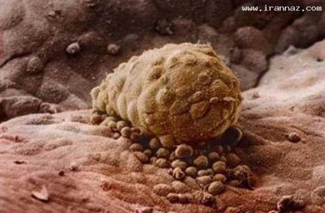 Яйцеклетка спускается по яйцеводу к матке.