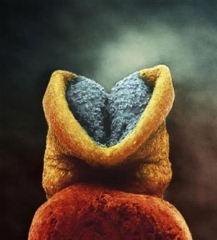 Месячный эмбрион