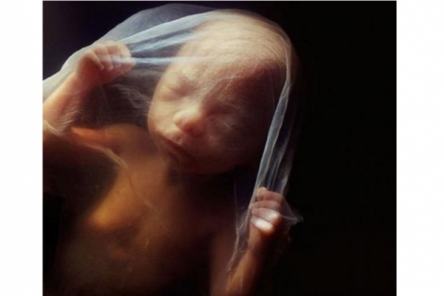 19 неделя развития эмбриона