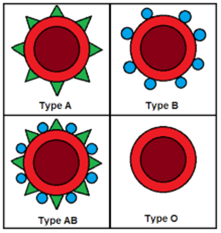 Discovery of Blood Types