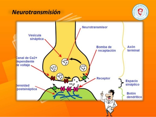 Demostración de la neurotransmision