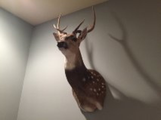 Shot first Buck, Psychosocial, Cognitive