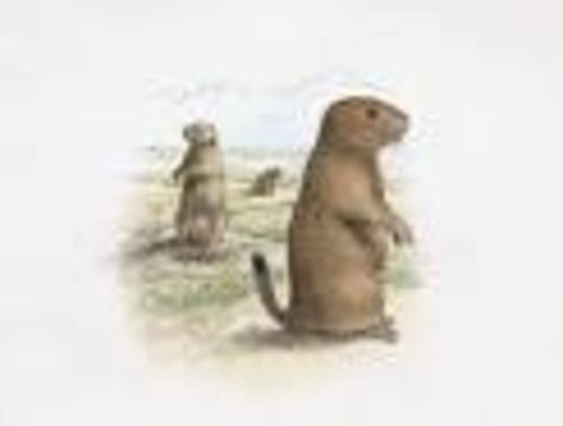 The Black Tailed Prairie Dog