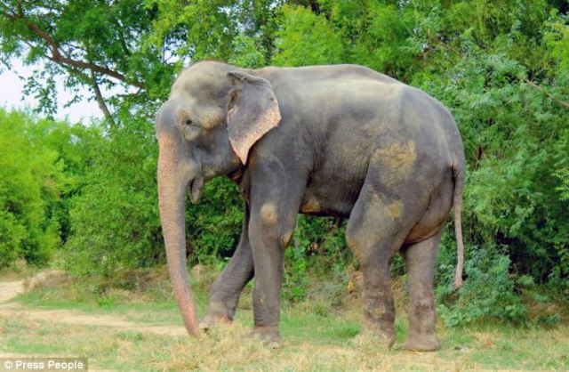 Raju, the elephant, emotionally cries