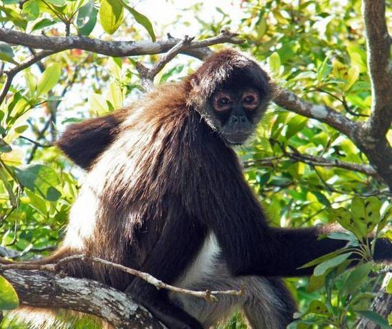WWF establishes Primate Fund
