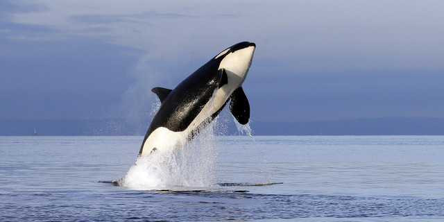 Marine Environment Conservation