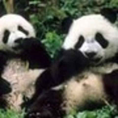 Study on Pandas by WWF