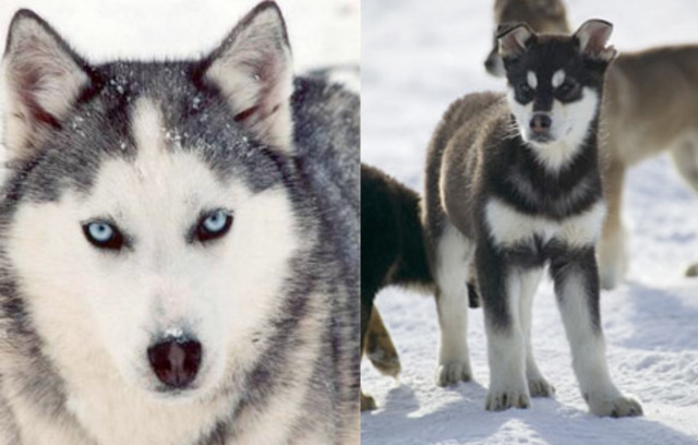 RISING ACTION 1- CONFLICT!!