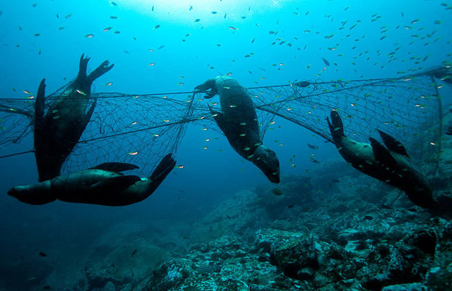 End to drift net fishing