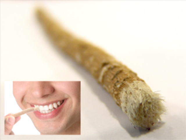 the first toothbrush