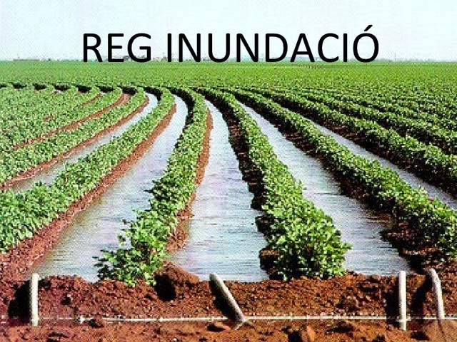 Després de plantar les llavors, tenim de regar la part del terreny que hem plantat les llavors