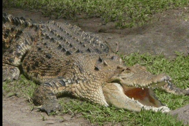 frist time seeing a crocadile