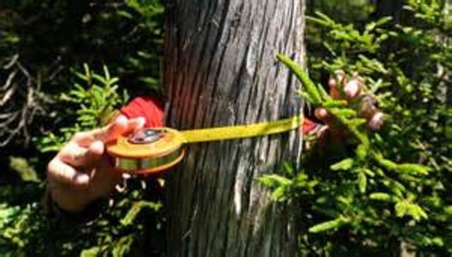 cutting the great pines