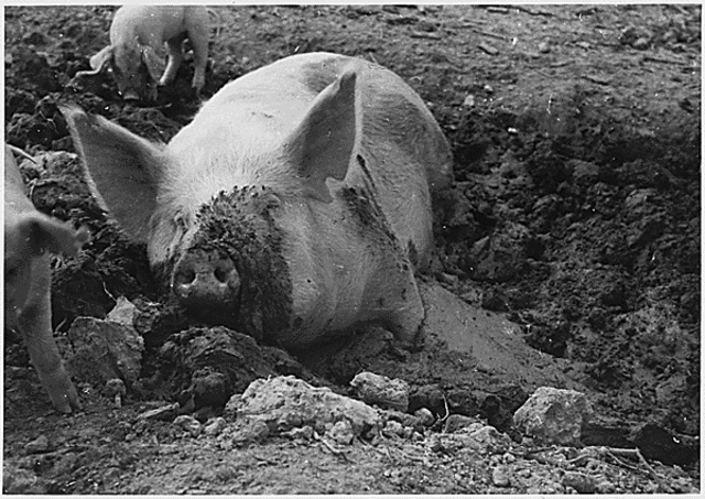 Pig Slaughter