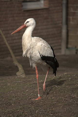 As cigüeñas haxaron o seu paraíso en Sarria, O Corgo e O Páramo.