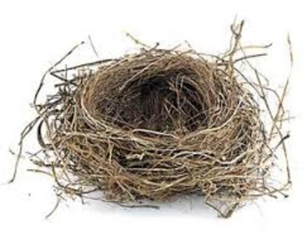 Empty nest