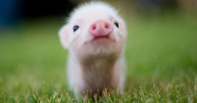 The Pigtastic Reward!