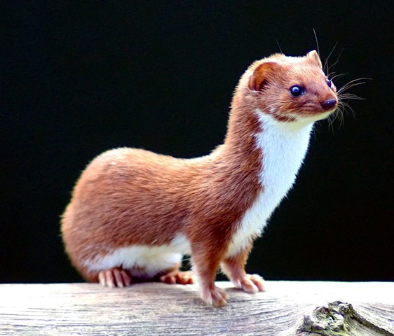 The Weasle