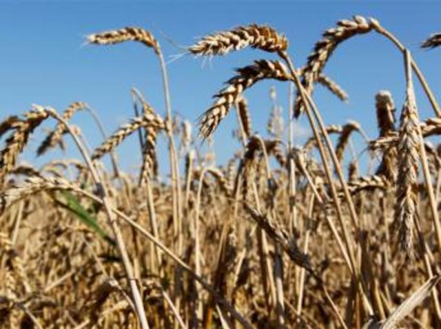 PM Putin bans export of grain from Russia