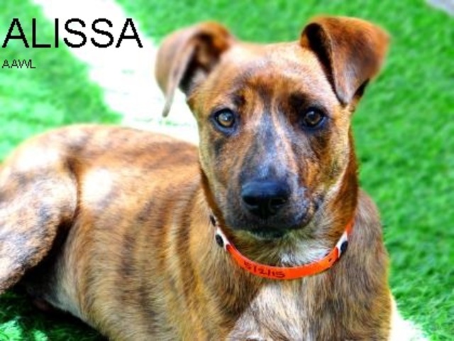 Saving Animals on Euthanasia List