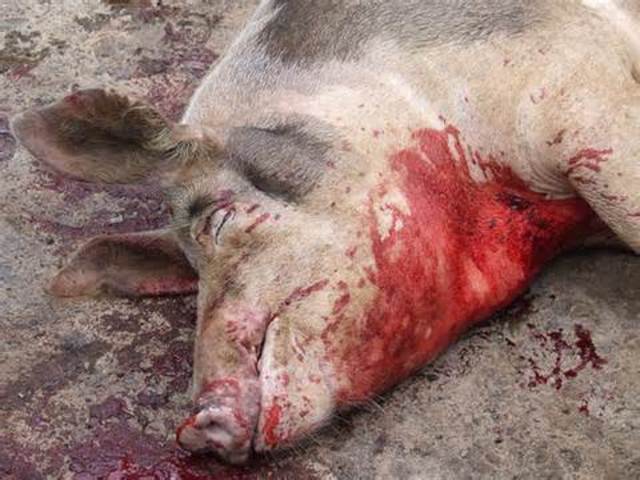 Pinky is Not so Pink Anymore!