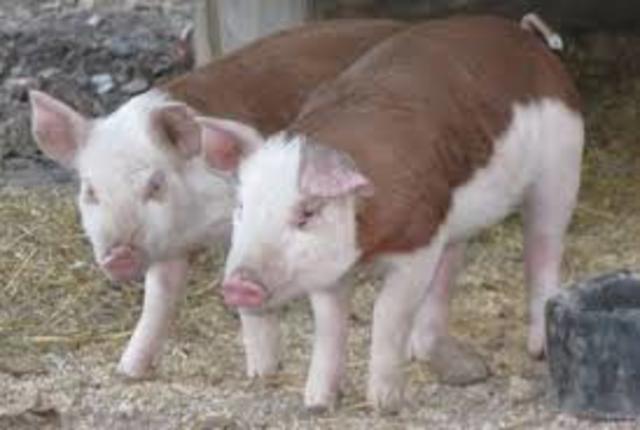 Robert finds out Pinky is barren.