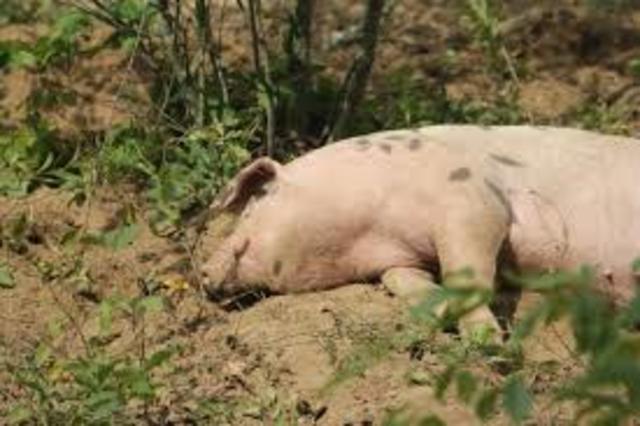 Robert has to kill his pig.