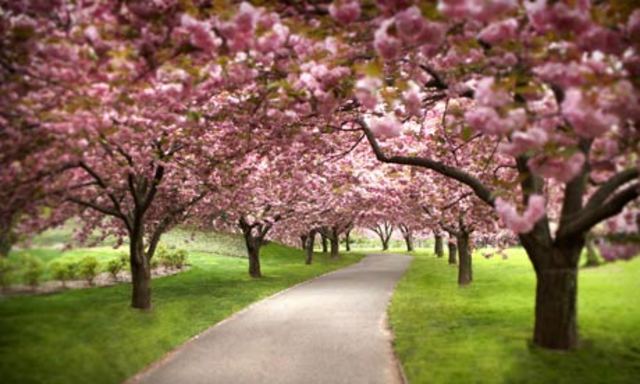 Apple blossoms grow on Ma's trees. (pg. 43)