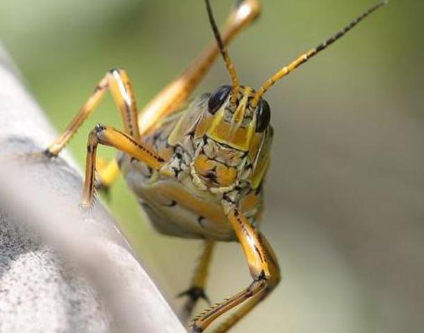 The grasshoppers eat Ma's apple trees (pg. 68)