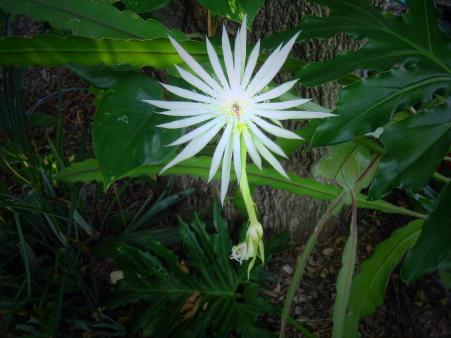 Mrs. Brown's plant blooms in the dust then dies (pgs. 81-82)