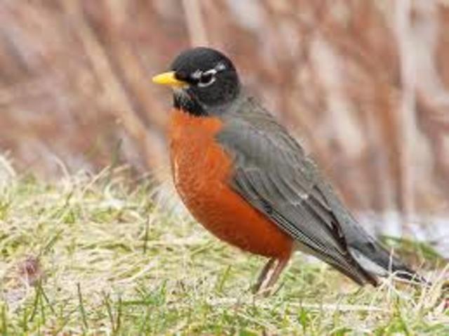 Robin becomes state bird