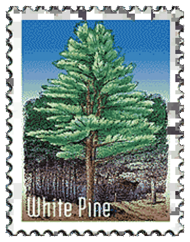 White Pine is the state tree