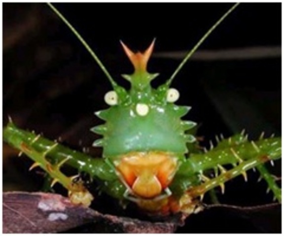 Se declaró al YASUNI como Parque nacional, por existir en su interior una riqueza natural que debe ser preservada