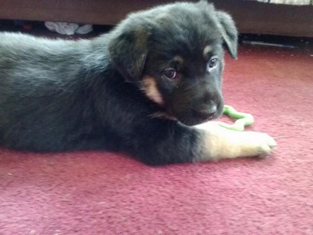 Made a new friend, Cooper!