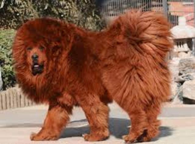 Get a Tibetan Mastiff