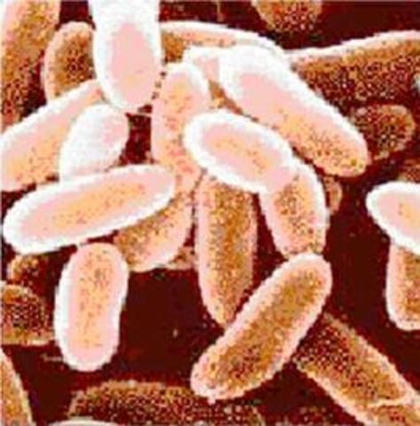 Anthrax letters sent to media outlets, senators