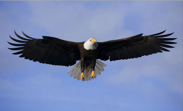 LOS PRIMEROS AVIONES