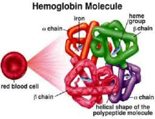 Max Pertutz, a chemist influenced by Hodgkin, helps publish a structure of haemoglobin.