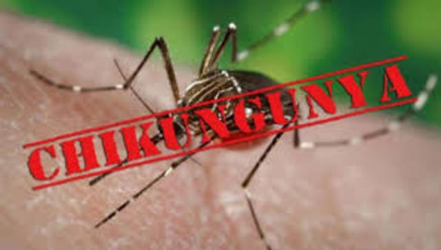 chikungunya en sudamerica