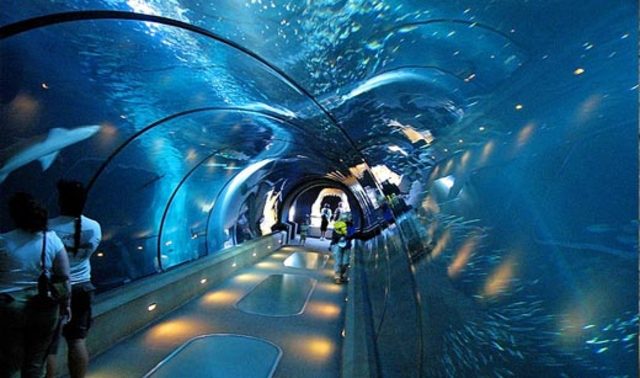 Went to Newport Aquarium