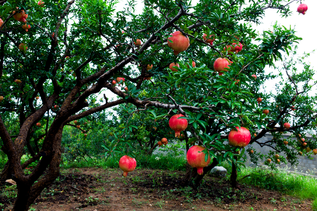 Amir wrote on the Pomegranate tree