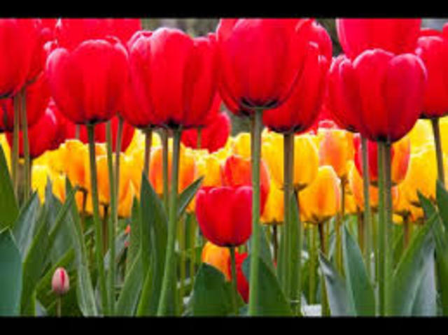 Baba gets mad at Amir