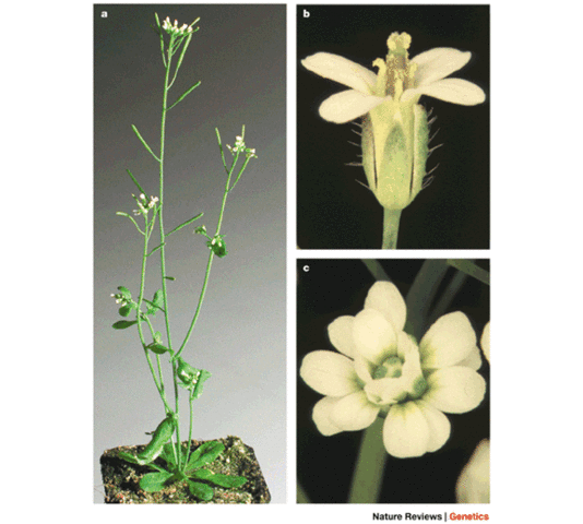 Arabidopsis thaliana