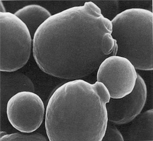 Saccharomyces cerevisiae