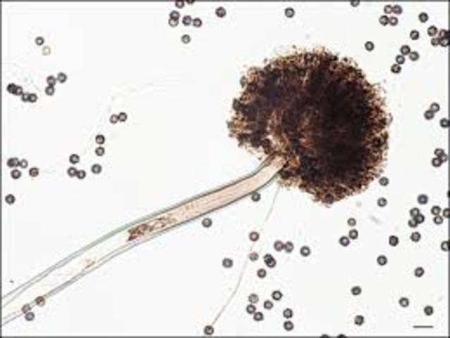 Aspergillus niger n909