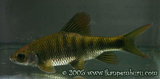 Acrossocheilus monticola