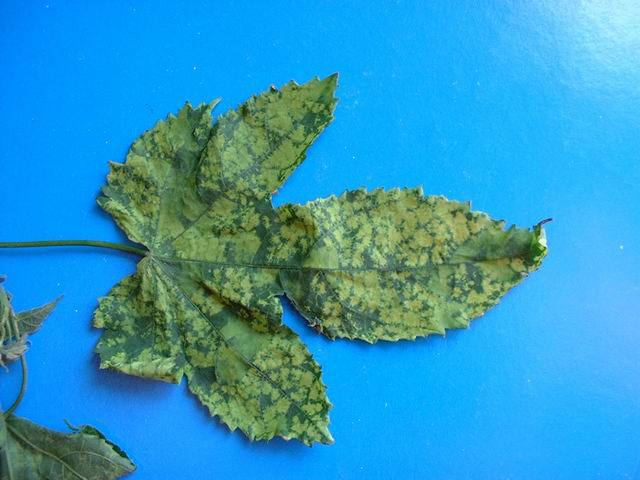 Virus del mosaico Abutilon