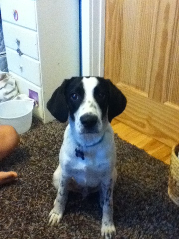 Mi familia salvaron nuestro segundo perro.