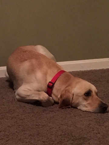 Mí madre me compró un perro